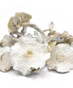 Albino Mushrooms