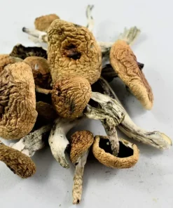 Blue Meanies Cubensis Mushrooms