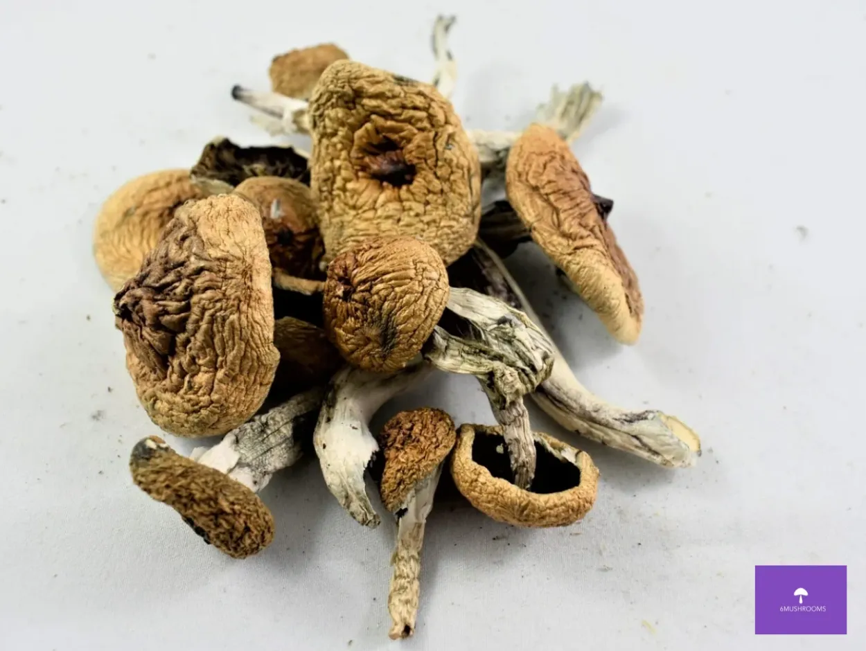 Blue Meanies Cubensis Mushrooms