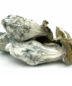 Makilla Gorilla Magic Mushrooms