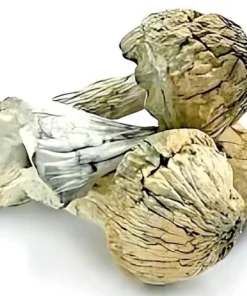 Thrasher Magic Mushroom