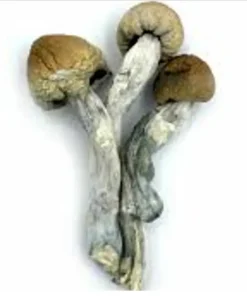 Trinity Mushrooms