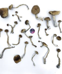Amazonian Strain Magic Mushrooms