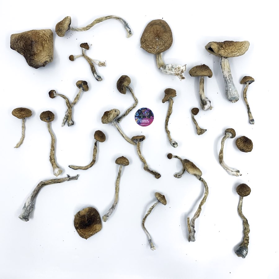 Amazonian Strain Magic Mushrooms