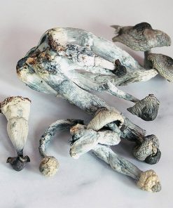 Albino Penis Envy Magic Mushrooms