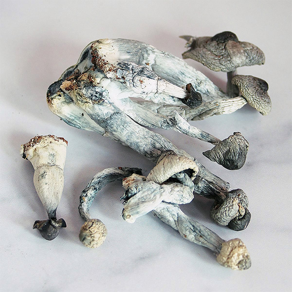 Albino Penis Envy Magic Mushrooms