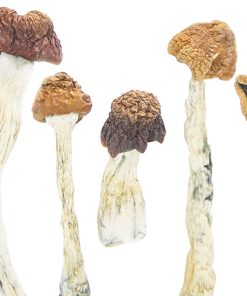 Daddy Long Legs Magic Mushrooms