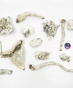 Enigma Magic Mushrooms