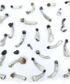 Flying Saucers (Azurescens) Magic Mushrooms