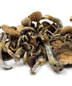 Golden Teacher Cubensis Mushrooms