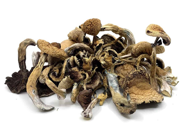 Golden Teacher Cubensis Mushrooms