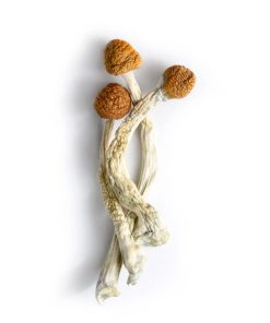 Penis Envy Mushrooms