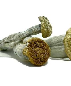 Yeti Mushroom Strain