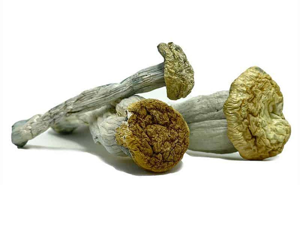 Yeti Mushroom Strain